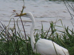 Ardea alba melanorhynchos
