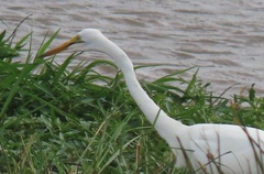 Ardea alba melanorhynchos