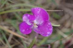 Vigna vexillata