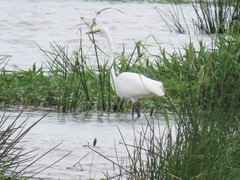 Ardea alba melanorhynchos