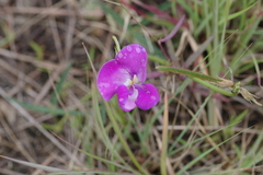 Vigna vexillata