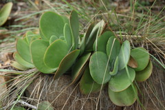 Cotyledon orbiculata oblonga