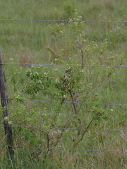 Lippia javanica