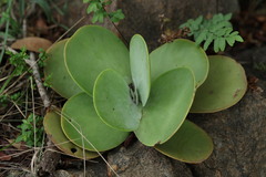 Cotyledon orbiculata oblonga