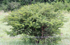 Vachellia karroo