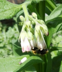 Bombus pratorum