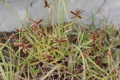 Cyperus rubicundus