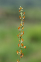 Manulea parviflora