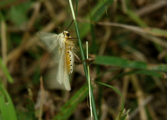 Pareuchaetes insulata