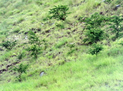 Vachellia karroo