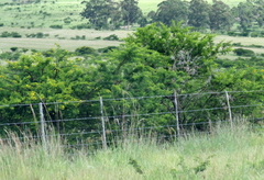 Vachellia karroo