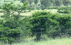 Vachellia karroo