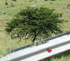 Vachellia karroo