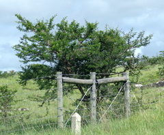 Vachellia karroo