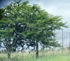 Vachellia karroo