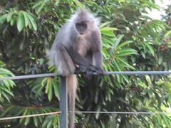 Trachypithecus cristatus