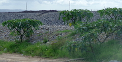 Datura stramonium