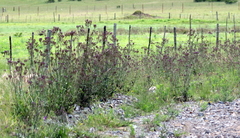 Verbena bonariensis