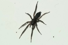Herpyllus ecclesiasticus