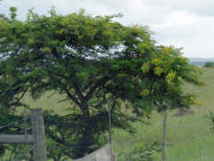 Vachellia karroo