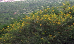 Vachellia karroo