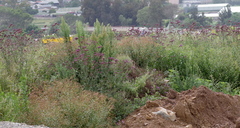 Verbena bonariensis