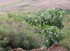 Solanum mauritianum