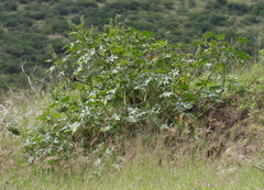 Ricinus communis