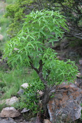 Cussonia natalensis