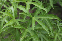 Cussonia natalensis