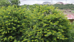 Vachellia karroo