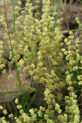 Psammotropha myriantha