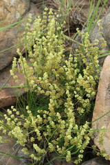 Psammotropha myriantha