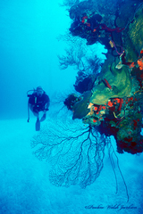 Iciligorgia schrammi