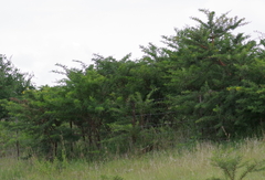 Vachellia karroo