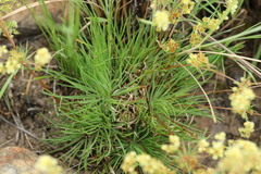 Psammotropha myriantha