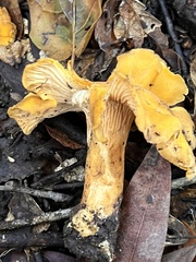 Cantharellus californicus