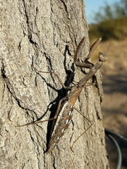 Coptopteryx gayi