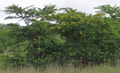 Vachellia karroo