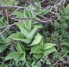 Veratrum lobelianum