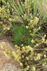 Psammotropha myriantha