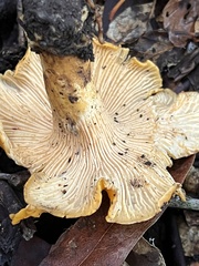 Cantharellus californicus