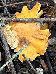 Cantharellus californicus