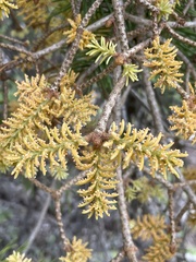 Arceuthobium douglasii