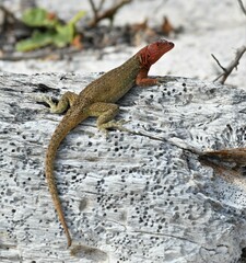 Microlophus delanonis