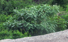 Solanum mauritianum