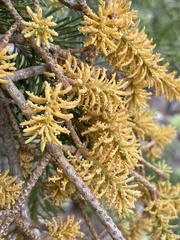 Arceuthobium douglasii