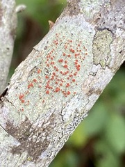 Haematomma