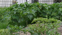 Datura stramonium