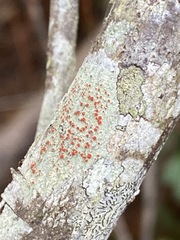 Haematomma